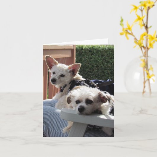 カード – 2枚 (黄色い花)