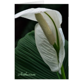 カード： Anthurium Flower