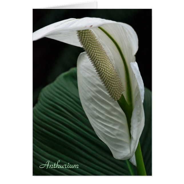 カード： Anthurium Flower (正面)