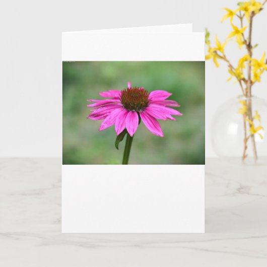 カード、Coneflower カード (黄色い花)