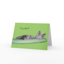 カード – Greeting – グレーの子猫