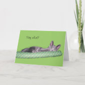 カード – Greeting – グレーの子猫 (正面)