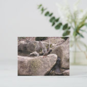 カード: Zの郵便はがき: 自然のKubota公園、シアトル、WA ポストカード (スタンド正面)