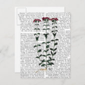 カーネイタリアンーション6 ポストカード (正面/裏面)