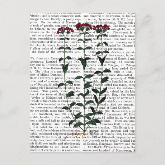 カーネイタリアンーション6 ポストカード (正面)