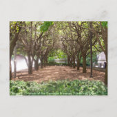 カーネギー博物館 ポストカード (正面)