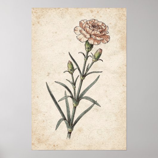 カーネーションの植物画 ポスター (正面)
