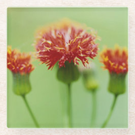 カーネーションコースター – ザフローラコレクション ガラスコースター