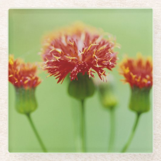 カーネーションコースター – ザフローラコレクション ガラスコースター (正面)