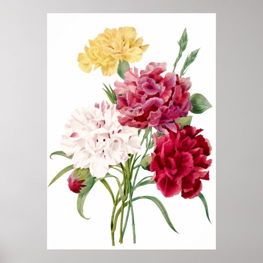 カーネーションフラワープリントバイピエール – ジョセフレッドテ ポスター (正面)