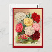 カーネーションヴィンテージシードパケットアートのカード ポストカード (正面/裏面)