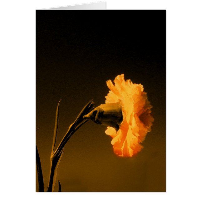 カーネーション2 (正面)