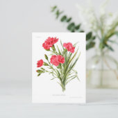 カーネーション「クイーン」 ポストカード (スタンド正面)
