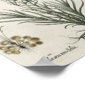 カーネーション ポスター (角)