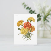 カーネーション ポストカード (スタンド正面)