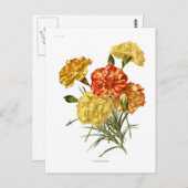 カーネーション ポストカード (正面/裏面)