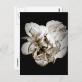 カーネーション ポストカード (正面/裏面)