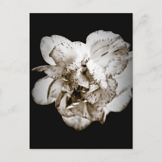 カーネーション ポストカード (正面)