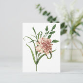 カーネーション ポストカード (スタンド正面)