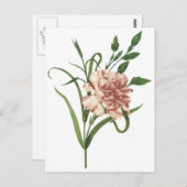 カーネーション ポストカード (正面/裏面)