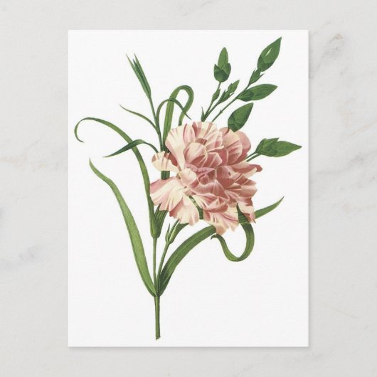 カーネーション ポストカード (正面)