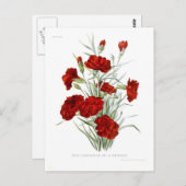 カーネーション ポストカード (正面/裏面)