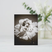 カーネーション ポストカード (スタンド正面)