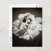 カーネーション ポストカード (正面/裏面)