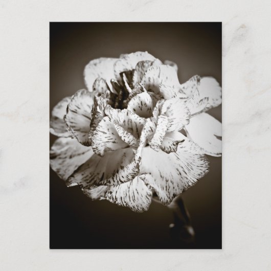 カーネーション ポストカード (正面)