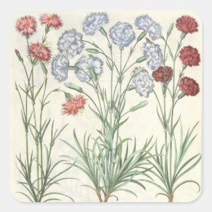 カーネーション: 1.Caryophyllus多重葉脈アルボ; 2 スクエアシール
