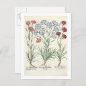 カーネーション： 1.Caryophyllus多重葉脈アルボ； 2 ポストカード (正面/裏面)