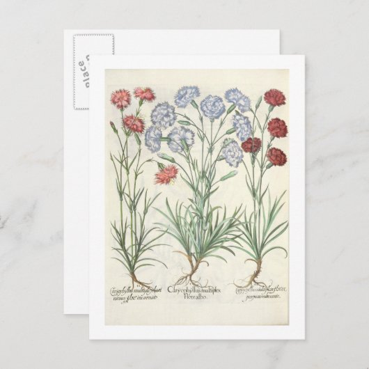 カーネーション: 1.Caryophyllus多重葉脈アルボ; 2 ポストカード (正面/裏面)