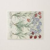 カーネーション: 1.Caryophyllus多重floreのalbo; 2 ジグソーパズル (横)