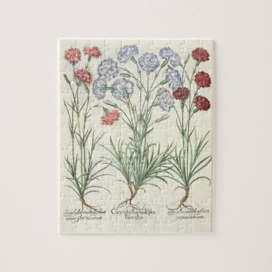 カーネーション: 1.Caryophyllus多重floreのalbo; 2 ジグソーパズル (縦)