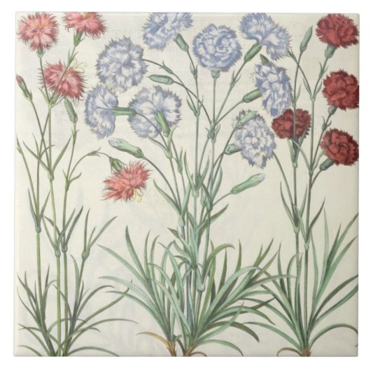 カーネーション: 1.Caryophyllus多重floreのalbo; 2 タイル (正面)