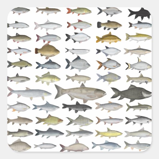 カープファミリーグループ スクエアシール (正面)