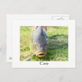 カープフェン – ポンティ ポストカード (正面/裏面)