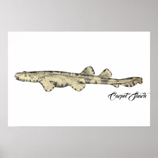 カーペットシャークスモール ポスター (正面)