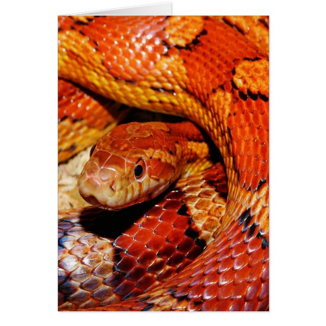 カーペットスネーク (正面)