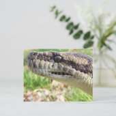 カーペットパイソン ポストカード (スタンド正面)