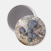 カーボンボール(アルディニア・コンセントリカ)キノコ マグネット (正面/裏面)