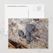 カーボンボール(Daldinia concentrica)キノコ ポストカード (正面/裏面)