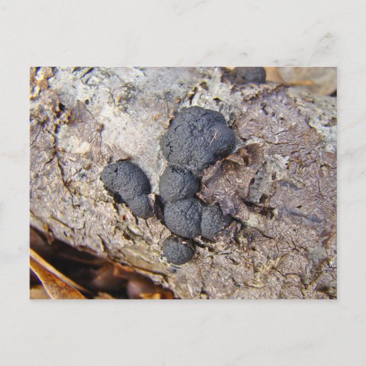 カーボンボール(Daldinia concentrica)キノコ ポストカード (正面)