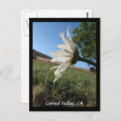 カーメルバレーデイジーはがき ポストカード (正面/裏面)