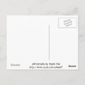 カーメルバレーデイジーはがき ポストカード (裏面)