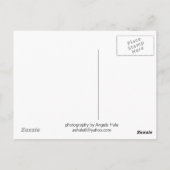 カーメルバレーホースアイポストカード ポストカード (裏面)