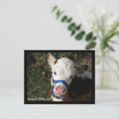 カーメルバレーCAポストカード ポストカード (スタンド正面)