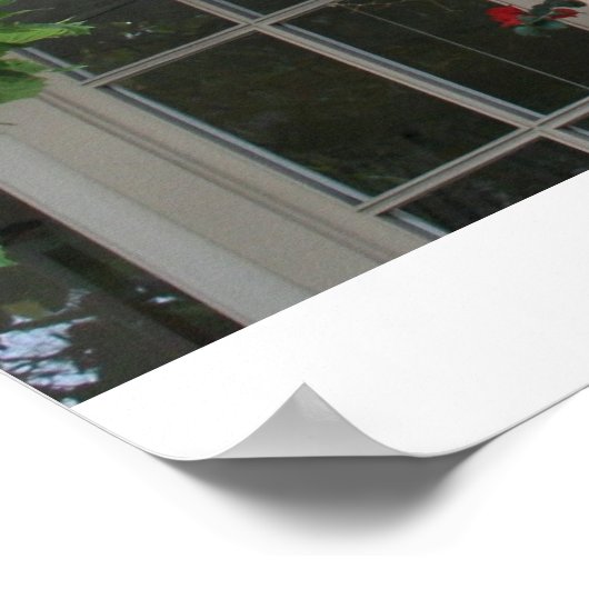 カーメル開花 ポスター (角)