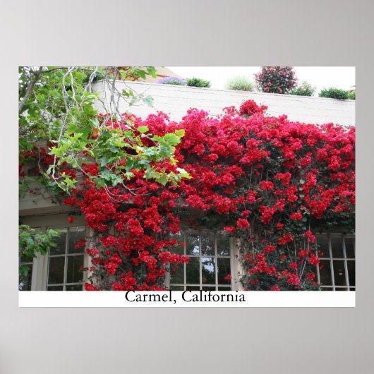 カーメル開花 ポスター (正面)