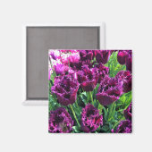 カーリースーパープルチューリップ（オレゴン） マグネット (正面/裏面)